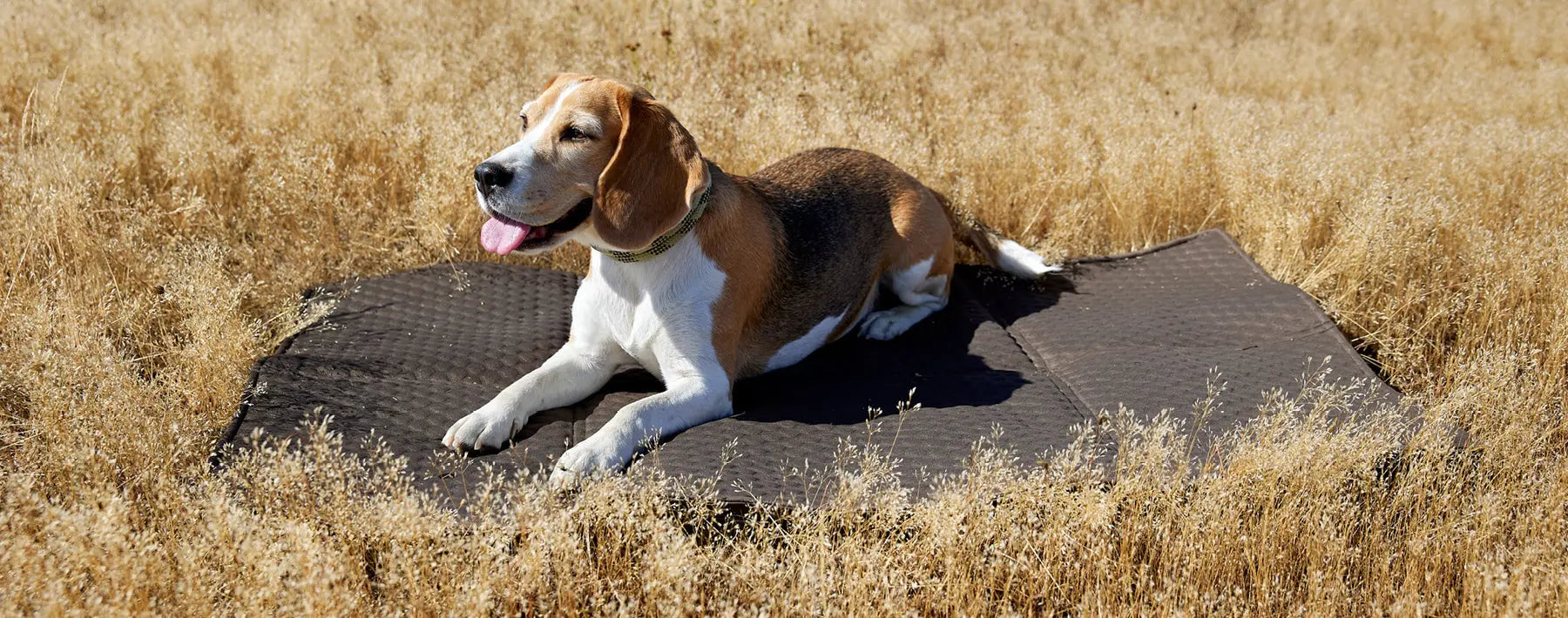 Nachhaltigkeit-im-Hundealltag PALOPA