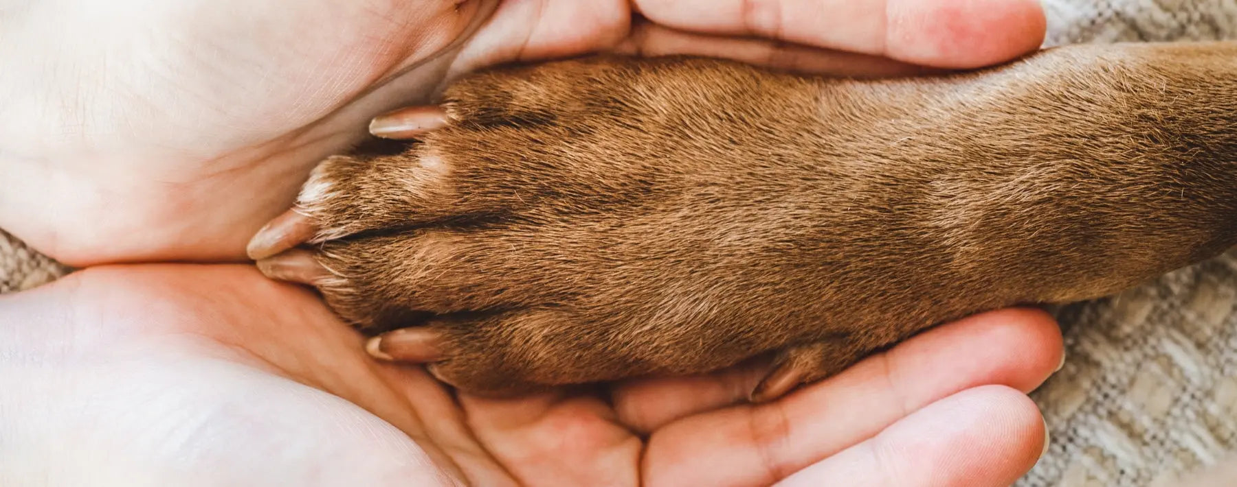 Wir engagieren uns aktiv für den Tierschutz PALOPA